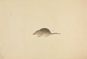 Egy cicus alkotó: James Sowerby
