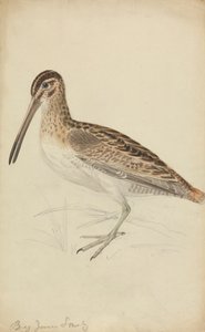 Egy Snipe alkotó: James Sowerby