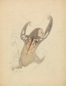 Háromujjú lajhár alkotó: James Sowerby