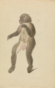 Egy mandrill alkotó: James Sowerby