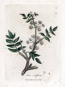 Ache hamis vízitorma - Kúszó vízi paszternák, Sium nodiflorum. Kézzel színezett rézmetszet James Sowerby botanikai illusztrációjából (William Woodville) és Sir William Jackson Hooker "" Medical Botany" című művéből, John Bohn, London alkotó: James Sowerby