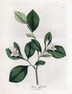 Aliboufier - Storax, Styrax officinalis. Kézzel színezett rézmetszet James Sowerby botanikai illusztrációjából (William Woodville) és Sir William Jackson Hooker "" Medical Botany" című művéből, John Bohn, London alkotó: James Sowerby