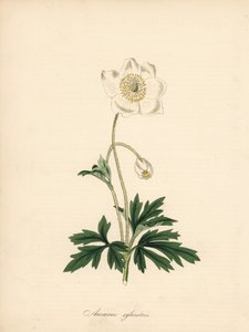 A fúrószárak kökörcsinje - Hóvirág kökörcsin, Anemone sylvestris. James Sowerby William Curtis „Botanical Magazine”-ban megjelent illusztrációjából készült. C. Chabot kézi színű cinkográfoja, amelyet Miss M. A. Burnett rajzolt a „” Plantae Utiliores: vagy  alkotó: James Sowerby