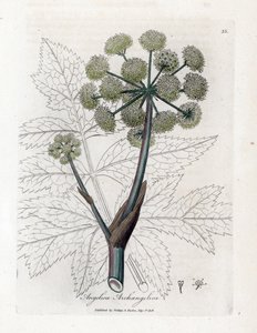 Angelique true vagy officinal vagy arhangelique - Garden angelica, Angelica archangelica. Kézzel színezett rézmetszet James Sowerby botanikai illusztrációjáról William Woodville-ből és Sir William Jackson Hooker „Orvosi botanikája”, John Bohn című művéből, alkotó: James Sowerby