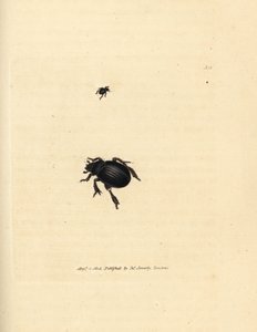 Aphodius arenarius bogár (Scarabaeus ovalis). James Sowerby kézi színű rézmetszete a The British Miscellany-ból, vagy új, ritka vagy kevéssé ismert állattémák színes figurái. alkotó: James Sowerby