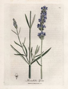 Apic levendula. Kézzel színezett rézmetszet James Sowerby (1757-1822) rajzából, Botanique Medicinale