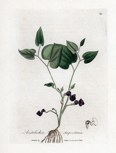 Aristoloche variete - Kígyógyökér születési fű, Aristolochia serpentaria. Kézzel színezett rézmetszet James Sowerby botanikai illusztrációjából (William Woodville) és Sir William Jackson Hooker "" Medical Botany" című művéből, John Bohn, London alkotó: James Sowerby