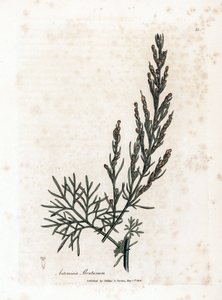 Aurone vagy citromfű vagy zsályás citromfű - Southernwood, Artemisia abrotanum. Kézzel színezett rézmetszet James Sowerby botanikai illusztrációjából (William Woodville) és Sir William Jackson Hooker „" Medical Botany" című művéből, John Bohn, London alkotó: James Sowerby