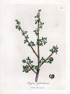 Mekka balzsam vagy Galaad balzsam - Mekka balzsam, Commiphora Gileadensis. Kézzel színezett rézmetszet James Sowerby botanikai illusztrációjából (William Woodville) és Sir William Jackson Hooker "" Medical Botany" című művéből, John Bohn, London