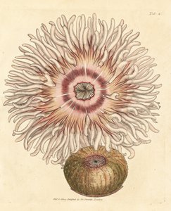 Beadlet anemone, Actinia equina. James Sowerby kézi színű rézmetszete a The British Miscellany-ból, vagy új, ritka vagy kevéssé ismert állattémák színes figurái. alkotó: James Sowerby