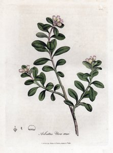 Medveszőlő vagy medveszőlő - Utánfutó arbutus vagy medveszőlő, Arctostaphylos uva-ursi. Kézzel színezett rézmetszet James Sowerby botanikai illusztrációjából (William Woodville) és Sir William Jackson Hooker „" Medical Botany" című művéből, John Bohn, Lond alkotó: James Sowerby