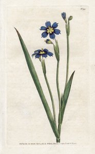 Bermud keskeny levelekkel – James Sowerby (1757-1822) litográfiája, William Curtis (1746-1799) a Botanical Magazine-ból alkotó: James Sowerby