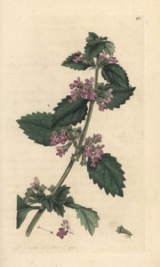 Fekete horehound, Ballota nigra (Ballote noire) Kézi színű rézmetszet James Sowerby illusztrációja után James Smith angol botanikájából, London alkotó: James Sowerby