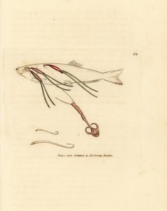 Vérrel táplálkozó copepod parazita permetszemen, Lernaeenicus sprattae (Lernaea sprrattae). És egy másik furcsa féreg, amelyet egy osztrigahéjon találtak. James Sowerby kézi színű rézmetszete a The British Miscellanyból, vagy új, ritka, színes figurák, alkotó: James Sowerby