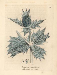 Kék virágú tengeri magyal vagy eryngo, Eryngium maritinum alkotó: James Sowerby