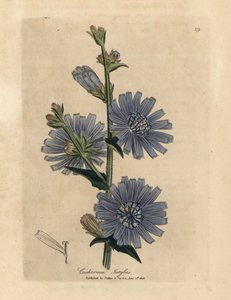 Kék virágú vadcikó vagy cikória, Cichorium intybus