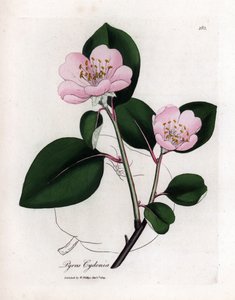 Botanikai tábla: virágok és birs, Cognassier (Cydonia oblonga) termése - Rózsaszín virágú birsfa gyümölcs körvonalával, Pyrus cydonia. Kézi színű rézmetszet James Sowerby botanikai illusztrációjából William Woodville és Sir Wil alkotó: James Sowerby