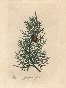 A cédrusfa, a Juniperus lycia ága és bogyói