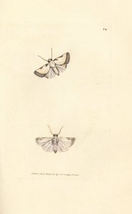 Brixton Beauty, Acontia nitidula (Phalaena catena). James Sowerby kézi színű rézmetszete a The British Miscellany-ból, vagy új, ritka vagy kevéssé ismert állattémák színes figurái. alkotó: James Sowerby