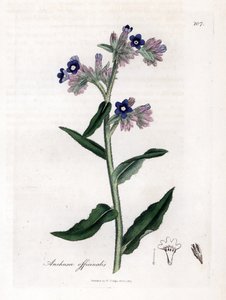 Bugloss officinale - Bugloss, Anchusa officinalis. Kézzel színezett rézmetszet James Sowerby botanikai illusztrációjából (William Woodville) és Sir William Jackson Hooker "" Medical Botany" című művéből, John Bohn, London alkotó: James Sowerby