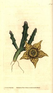 Kaktuszkeményítő - Orbea variegata (Variegated stapelia, Stapelia variegata). James Sowerby kézzel színezett rézmetszet és botanikai illusztrációja a William Curtis The Botanical Magazine-jából, Lambeth Marsh, London alkotó: James Sowerby