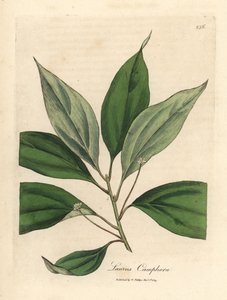 Kámforfa, Laurus camphora alkotó: James Sowerby