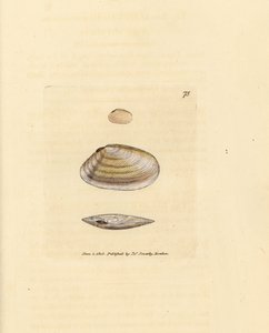 Candystick tellina kagyló, Tellina similis. James Sowerby kézi színű rézmetszete a The British Miscellany-ból, vagy új, ritka vagy kevéssé ismert állattémák színes figurái. alkotó: James Sowerby