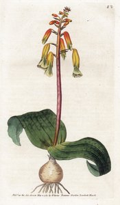 Cape Town Cuckoo – James Sowerby (1757-1822) litográfiája, William Curtis (1746-1799) táblája a Botanical Magazine-ból alkotó: James Sowerby