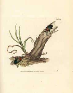 Carabus nitens bogár. James Sowerby kézi színű rézmetszete a The British Miscellany-ból, vagy új, ritka vagy kevéssé ismert állattémák színes figurái. alkotó: James Sowerby