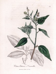 Cascarille officinale vagy puha vagy faux quinquina fa - Cascarilla, Croton (Clutia) eluteria. Kézzel színezett rézmetszet James Sowerby botanikai illusztrációjából William Woodville-ből és Sir William Jackson Hooker "" Medical Botany" című művéből, John alkotó: James Sowerby