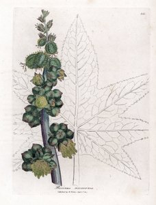 Ricinus - Ricinusolaj növény, Ricinus communis. Kézzel színezett rézmetszet James Sowerby botanikai illusztrációjáról William Woodville-ből és Sir William Jackson Hooker "" Medical Botany" című művéből, John Bohn, London alkotó: James Sowerby