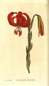 Kalcedon liliom - kalcedon liliom, Lilium chalcedonicum. James Sowerby kézzel színezett rézmetszet és botanikai illusztrációja a William Curtis The Botanical Magazine-jából, Lambeth Marsh, London alkotó: James Sowerby