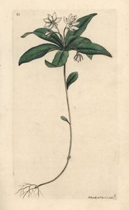 Télzöld tyúkhús, Lysimachia europaea (Trientalis europaea) (Trientale d