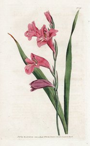 Common Glaieul – James Sowerby (1757-1822) litográfiája, William Curtis (1746-1799) a Botanical Magazine-ból alkotó: James Sowerby