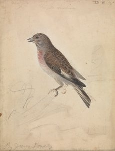 Közönséges lenháló alkotó: James Sowerby