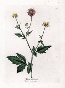 Közönséges benoit vagy Saint Benoit füve - Wood avens, Geum urbanum. Kézzel színezett rézmetszet James Sowerby botanikai illusztrációjából (William Woodville) és Sir William Jackson Hooker "" Medical Botany" című művéből, John Bohn, London alkotó: James Sowerby