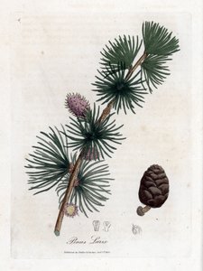 Közönséges vagy európai melez - európai vörösfenyő, Larix decidua. Kézzel színezett rézmetszet James Sowerby botanikai illusztrációjáról William Woodville-ből és Sir William Jackson Hooker "" Medical Botany" című művéből, John Bohn, London alkotó: James Sowerby