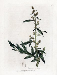 Közönséges vagy vulgáris zsálya - Mugwort, Artemisia vulgaris. Kézzel színezett rézmetszet James Sowerby botanikai illusztrációjából (William Woodville) és Sir William Jackson Hooker "" Medical Botany" című művéből, John Bohn, London alkotó: James Sowerby