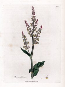 Közönséges oseillle vagy nagy sóska - Kerti sóska, Rumex acetosa. Kézzel színezett rézmetszet James Sowerby botanikai illusztrációjáról William Woodville-ből és Sir William Jackson Hooker "" Medical Botany" című művéből, John Bohn, London alkotó: James Sowerby