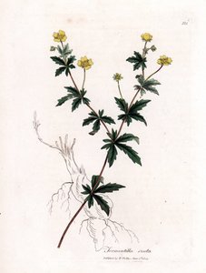 Közönséges tormentil, Potentilla erecta. Kézzel színezett rézmetszet James Sowerby botanikai illusztrációjából (William Woodville) és Sir William Jackson Hooker "" Medical Botany" című művéből, John Bohn, London alkotó: James Sowerby