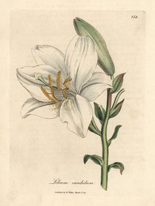 Közönséges fehér liliom alkotó: James Sowerby