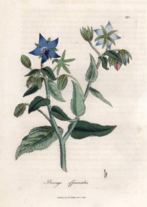 Kompendiális borágó. Kézzel színezett rézmetszet James Sowerby (1757-1822) rajzából, Botanique Medicinale alkotó: James Sowerby