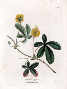 Kúszó cinquefoil vagy quintefeuille - Közönséges cinquefoil, Potentilla reptans. Kézzel színezett rézmetszet James Sowerby botanikai illusztrációjából (William Woodville) és Sir William Jackson Hooker "" Medical Botany" című művéből, John Bohn, London alkotó: James Sowerby