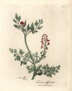 Bíbor virágú fumitórium, Fumaria officinalis alkotó: James Sowerby