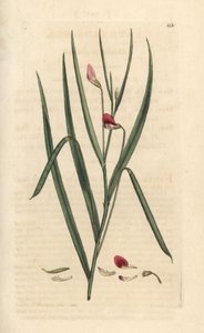 Bíbor fű, Lathyrus nissolia. Kézzel színezett rézmetszet James Sowerby illusztrációja nyomán James Smith angol botanikájából, London alkotó: James Sowerby