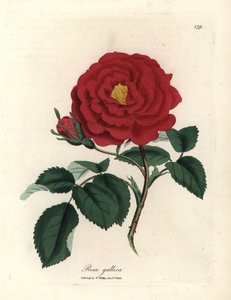 Bíbor rózsa, Rosa gallica alkotó: James Sowerby