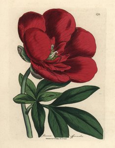 Bíbor bazsarózsa, Paeonia officinalis alkotó: James Sowerby