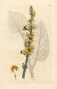 Sötét ökörfarkkóró, Verbasum nigrum (fekete mole) Kézi színű rézmetszet James Sowerby illusztrációja alapján, James Smith English Botany, London című művéből alkotó: James Sowerby
