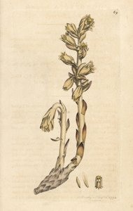 Holland pipa, Monotropa hypopitys (Sárga madárfészek, Monotropa hypopithys) (Aristoloche) Kézi színű rézmetszet James Sowerby illusztrációja után James Smith angol botanikájából, London alkotó: James Sowerby