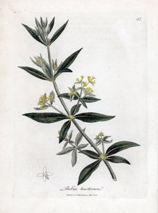 Dyer őrült, Rubia tinctorum. Kézzel színezett rézmetszet James Sowerby botanikai illusztrációjáról William Woodville-ből és Sir William Jackson Hooker "" Medical Botany" című művéből, John Bohn, London alkotó: James Sowerby
